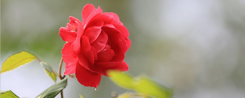 野蔷薇嫁接技术 野蔷薇 嫁接