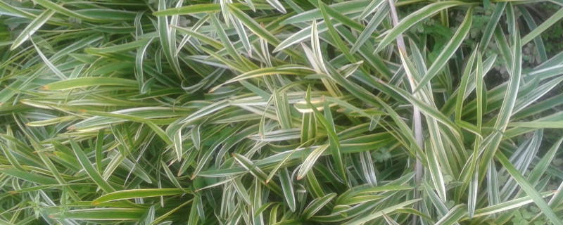 玉龙草与麦冬的区别（玉龙草草坪优缺点）