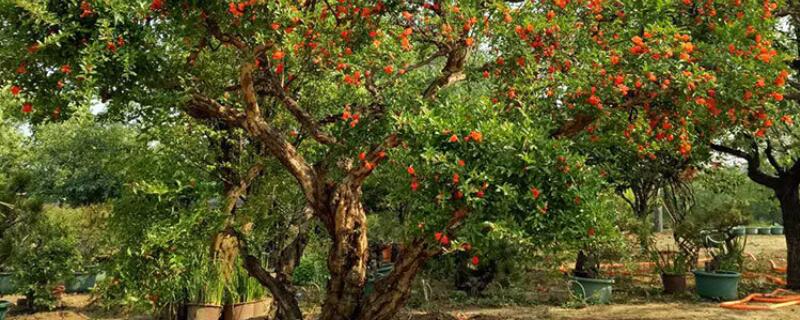 石榴树老桩多久发芽 石榴树生桩多久发芽