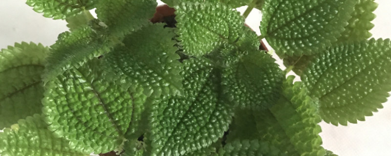 皱叶冷水花怎么摘心（冷水花怎样摘心）