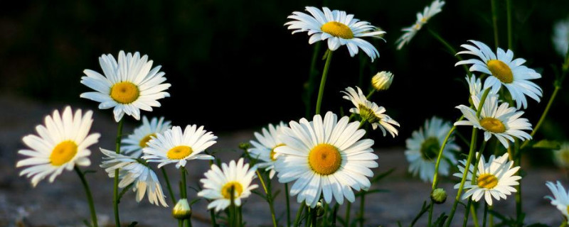 小白菊与雏菊的区别 小白菊和雏菊区别
