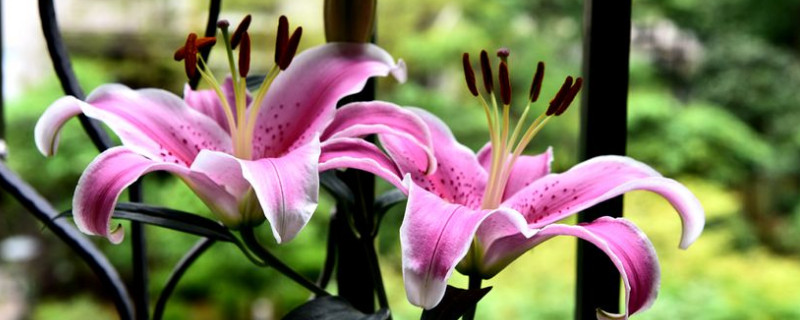 香水百合和百合有什么区别（香水百合是哪种）