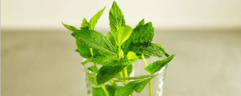 野薄荷和薄荷的区别（野薄荷和薄荷的区别图片）