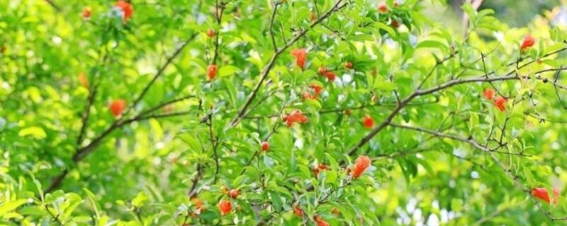 石榴树桩无根能活吗 石榴树桩无根能活吗