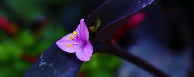 紫鸭跖草怎么修剪 紫鸭跖草修剪图片