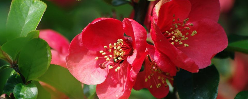 地栽耐冬黄叶怎么办 地栽耐冬黄叶怎么办视频