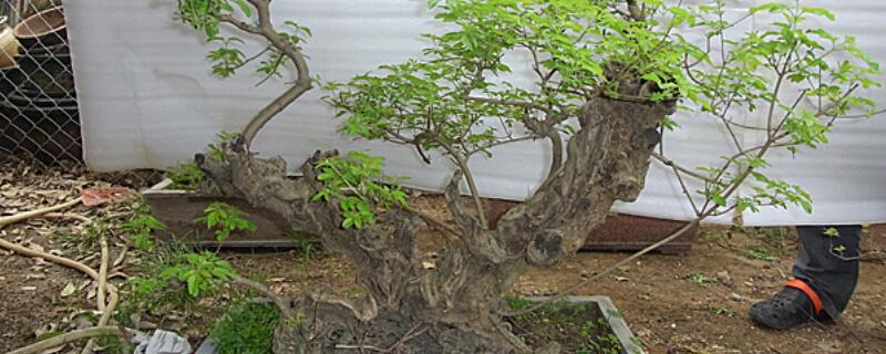 黄荆生桩泡水多久再上盆（黄荆下山桩成活后多久上盆）