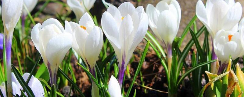 番红花耐寒吗 番红花耐寒多少度