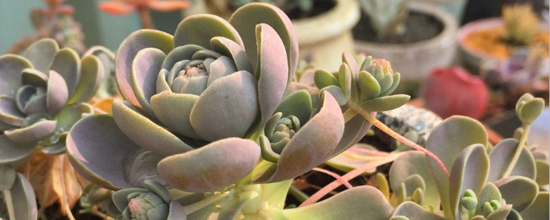 子持莲华的侧芽怎么剪 子持莲华怎么修剪