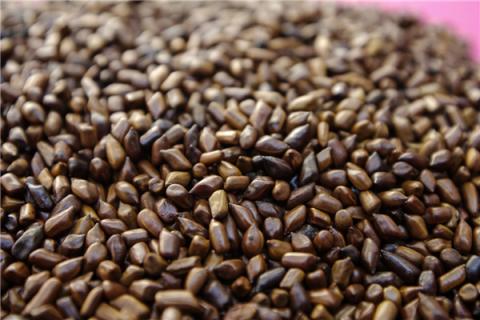 草决明的功效与作用（石决明的功效与作用）