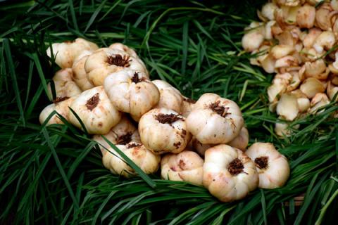 鲜百合的功效与作用 鲜百合的正确吃法与功效