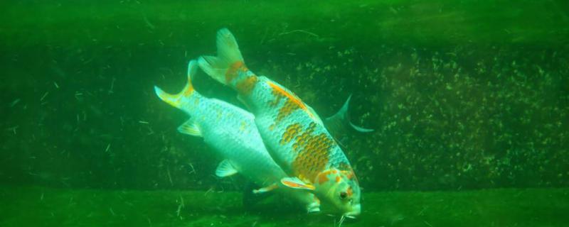 锦鲤几年可以繁殖（锦鲤几年可以繁殖后代）