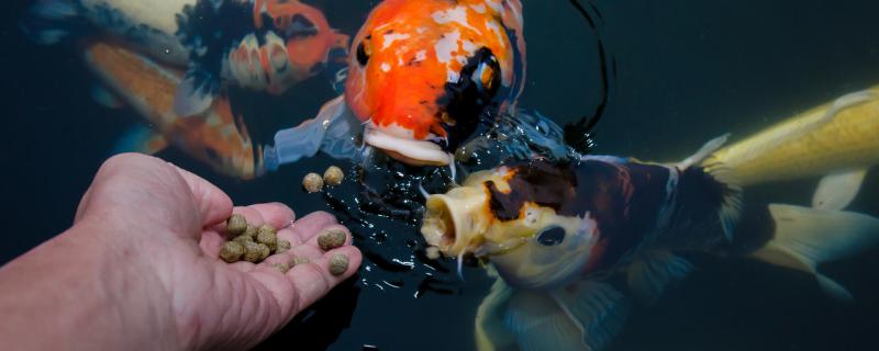 怎样挑选锦鲤（怎样挑选锦鲤的品种）